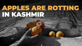Kashmiri Apples Rot as Trucks on National Highway are Struck