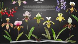 Illegal Trade Threatens India’s Protected Orchid Species