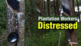 Unorganised Plantation Workers Await Govt Attention
