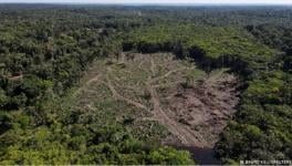 Deforested areas are often cleared for agriculture or mining operations
