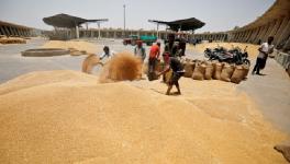 Govt’s Bizarre Plans of Dealing With Looming Food Grain Crisis