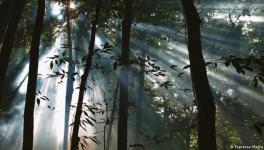 The Amazon rainforest is a vital carbon sink