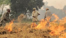 It Will Take 4-5 Years to Properly Resolve Stubble Burning Issue: Punjab Pollution Control Body
