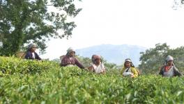 tea workers