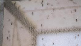 MOSQUITO