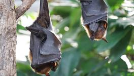 How are Bat Viruses Increasingly Infecting People? Research Sheds New Light