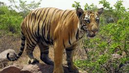 India becoming global tiger poaching hotspot
