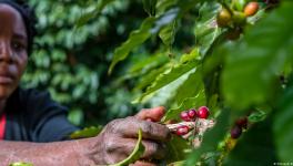 Zambia: Female farmers adapt to climate change