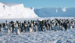 Emperor penguins, reindeer among threatened species