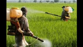 Bihar: Long Queues at Fertiliser Dealer Shops as Farmers Scramble to Save Rabi Crop