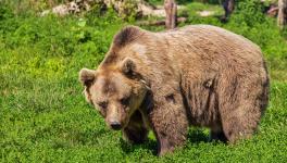 Himalayan Bears in Kashmir Having too Much of Plastic, Chocolates and Biryani: Study