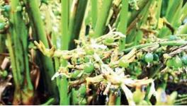 ‘Increase MSP for Cardamom,’ say Farmers of Kerala-TN Border After Heavy Rain, Crop Disease