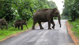 Odisha: Central Panel Red Flags Mining Activities in Elephant Habitat Near Hockey World Cup Venue