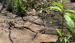 How to protect soil from future drought and heat waves