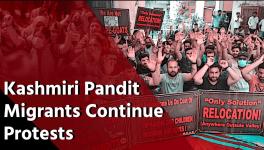 Kashmiri Pandits Refuse to Call off Protest, Demand Transfers to Jammu