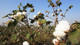 Punjab: Cotton, Maize Yield to Dip 11-13% by 2050 Due to Climate Change, Says Report