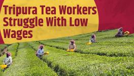 Tea Garden Workers in Tripura Unhappy with BJP Govt