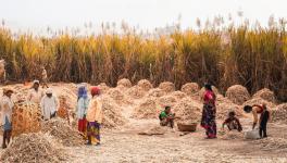 agri workers