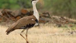 Bustard