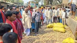 Photo  Farmers  road blockade in BUrdwan district  by felling potato in the state highway  at Burdwan east district 
