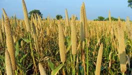How to Sustainably Boost Millet Crops Without Hurting Peasants