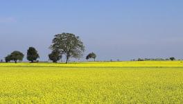 Mustard Farmers