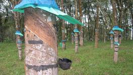 Kerala’s Rubber Price Stabilisation Fund Safeguards Farmers While Union Govt Rejects Demand for MSP
