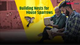India's Nest Man is Building Homes for House Sparrows