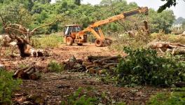 Trees felled in Aarey at 5am amidst heavy police deployment