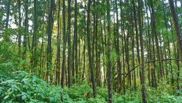 India’s Key Forests on Chopping Block