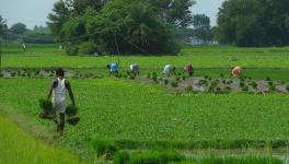 TN: ‘Repeal Land Consolidation Act’ Urges AIKS, Farmers Worried About Losing Land