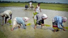 Kerala: Paddy Farmers Urge Government to Disburse Procurement Dues for Previous Season