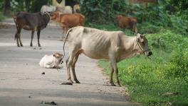 Karnataka: Farmers Transporting Cows Harassed by Bajrang Dal 
