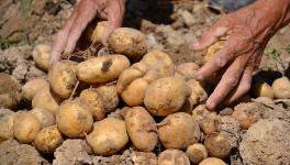 UP Potato Farmers Protest ‘Arbitrary’ Cold Storage Rates