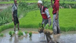 Farmers working in Mushk Budji fields (Photo - Khalid Gul, 101Reporters).