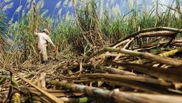 Cane Farmers’ Body Calls for Nationwide Protests on July 20 for Higher Prices, Share in Profits