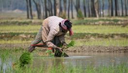 Bihar: Paddy Farmers Face Climate Change Brunt, Transplantation Takes a Major hit