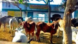 Lakhimpur Kheri Farmers Lock Stray Cattle Inside School