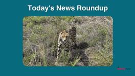 A cheetah at Kuno National Park, in Sheopur, on June 6, 2023. | Photo Credit: PTI