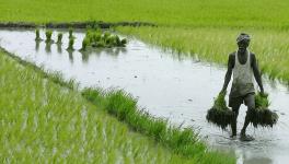 Natural Farming Profitable, can Feed Country: Study