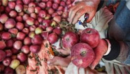 AFFI Eyes Kerala Coop Network to Market Apples from HP, Kashmir, Uttarakhand