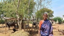 Chandramani, a woman farmer with her buffaloes (Photo - Vignesh A, 101Reporters).
