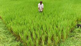 India’s Renewed Biofuels Push to Disrupt Agriculture, Worsen Inequality