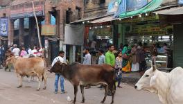 Madhya Pradesh Loves its Cows but not Stray Ones 