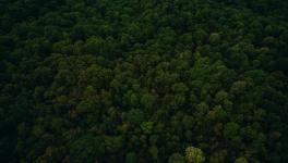 Why Healthy Forests Mean Fewer Pandemics