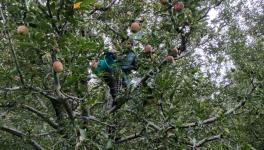 Several J&K apple farmers had invested all their savings in the orchards.