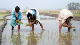 Rice Production to See Decline of 3.7% in Kharif Season Due to Uneven Monsoon Distribution