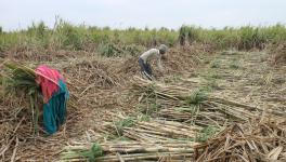 Also, the state government has not declared the State Advisory Price of cane for the current season yet.