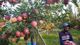 The demonstration was organised by the Centre of Indian Trade Unions (CITU) and Jammu Kashmir Apple Farmers Federation as they highlighted problems faced by residents of the Union territory.