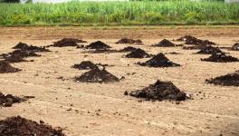 A farmland near Samaypur dairy owned by Archana Tomer with dried bio-fertiliser, a byproduct of biogas (Photo - Sonali Singh, 101Reporters)